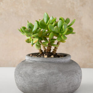 8in Wide Iquitos Venetian Grey Ceramic Bowl