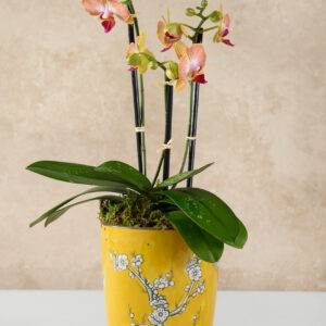 6in Tall Ming Safron Ceramic Pot with Saucer