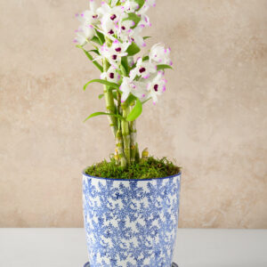8in Tall Provence Ceramic Planter with Saucer