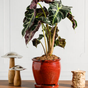 7in Tall Ming Oxblood Red Ceramic Pot with Saucer