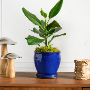 6in Tall Ming Blue Glaze Ceramic Pot with Saucer