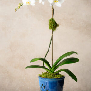 7in Tall Santorini Blue Orchid Ceramic Pot with Saucer